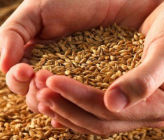 浮小麦的副作用 浮小麦作用与功