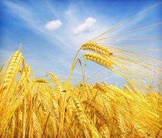 小麦的营养成分和药用价值介绍 