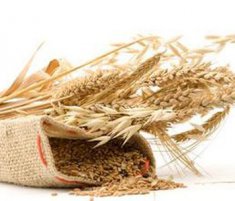 小麦的功效与作用有哪些 小麦的