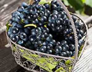 黑色水果抗衰老力强 多吃黑色水