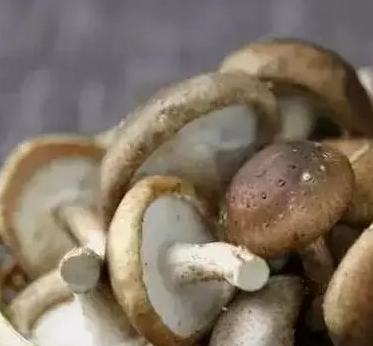 保存蘑菇的方法 蘑菇靠谱儿的保