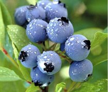 【蓝莓的营养价值】蓝莓的功效与