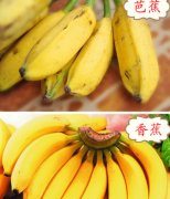 【香蕉和芭蕉的区别】香蕉和芭蕉哪个好_香蕉和芭蕉的营养