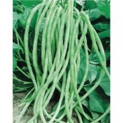 【长豇豆的做法大全】长豇豆的选购_长豇豆煮食注意事项