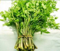 【野芹菜的功效与作用】野芹菜的