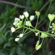 【荠菜的做法】荠菜怎么吃_荠菜