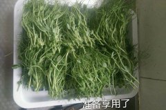 无土栽培豌豆苗的做法