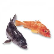 【淡水石斑鱼价格】淡水石斑鱼长