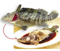 【石斑鱼的营养价值】石斑鱼的做